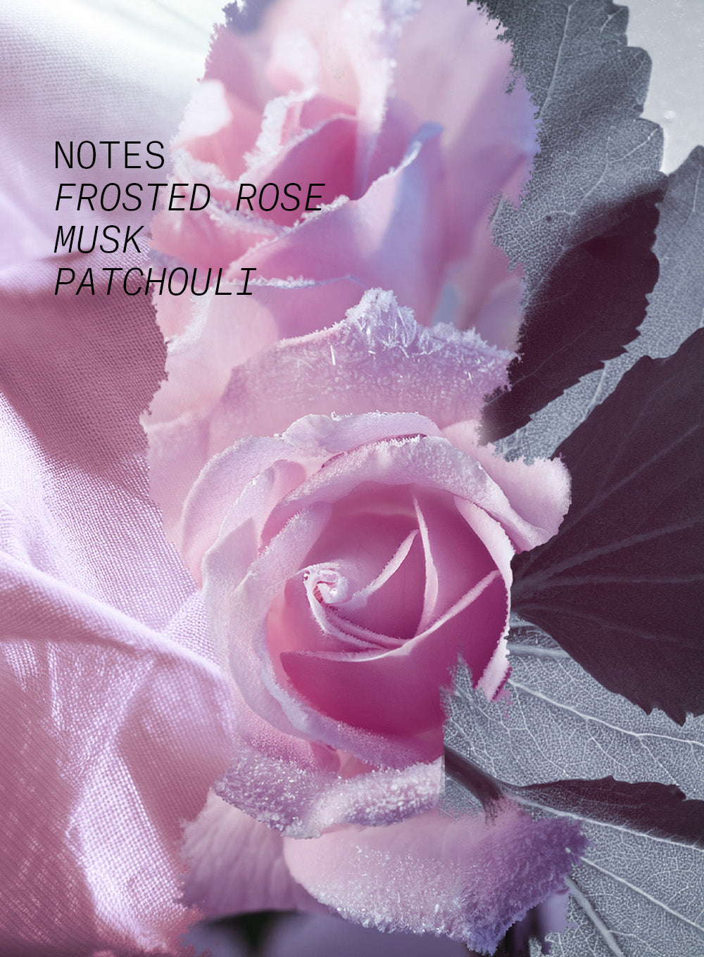 ROSE COUP DE FOUDRE